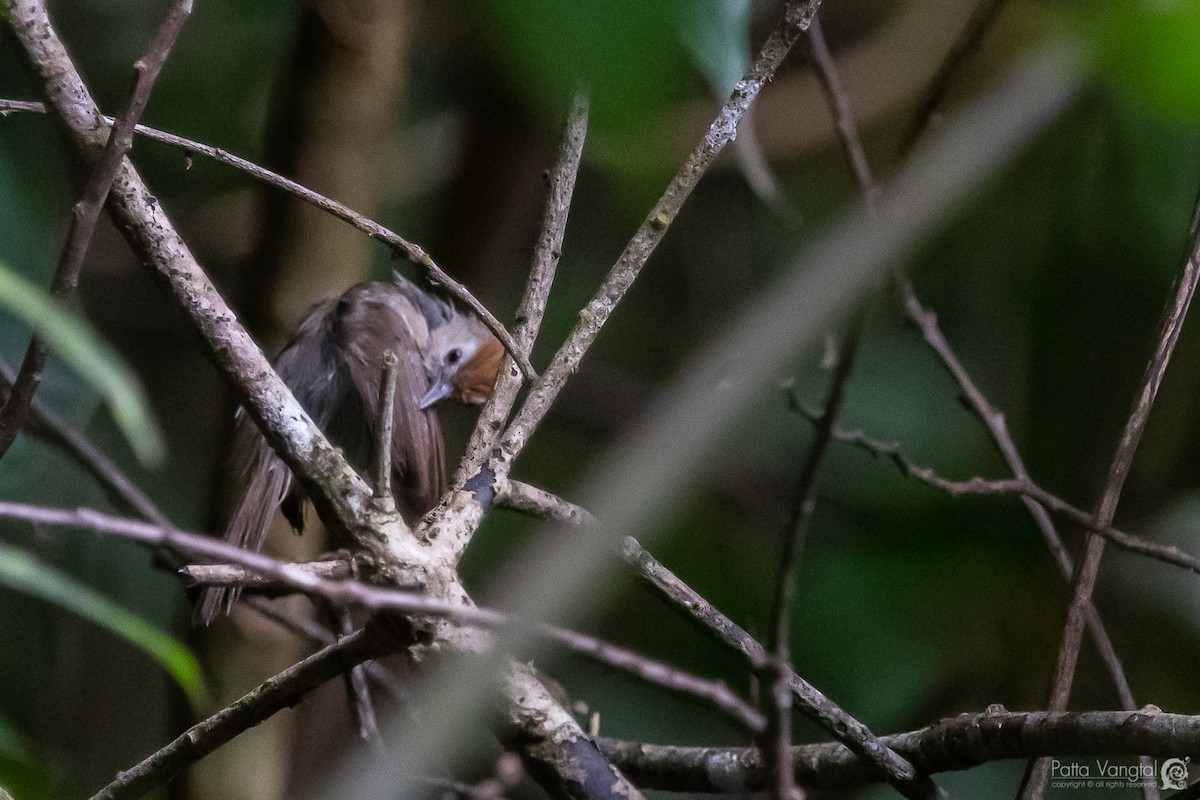 Rufous-fronted Babbler - ML391838291