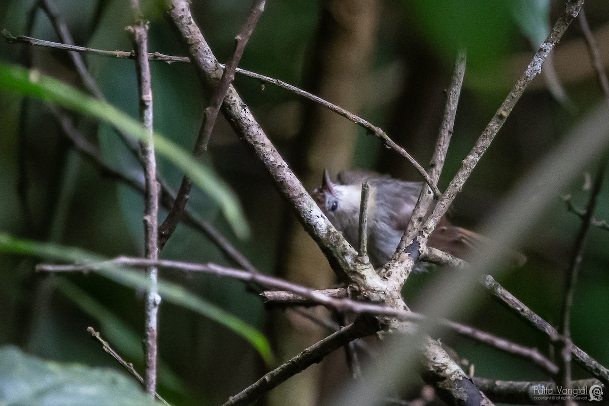 Rufous-fronted Babbler - ML391838301