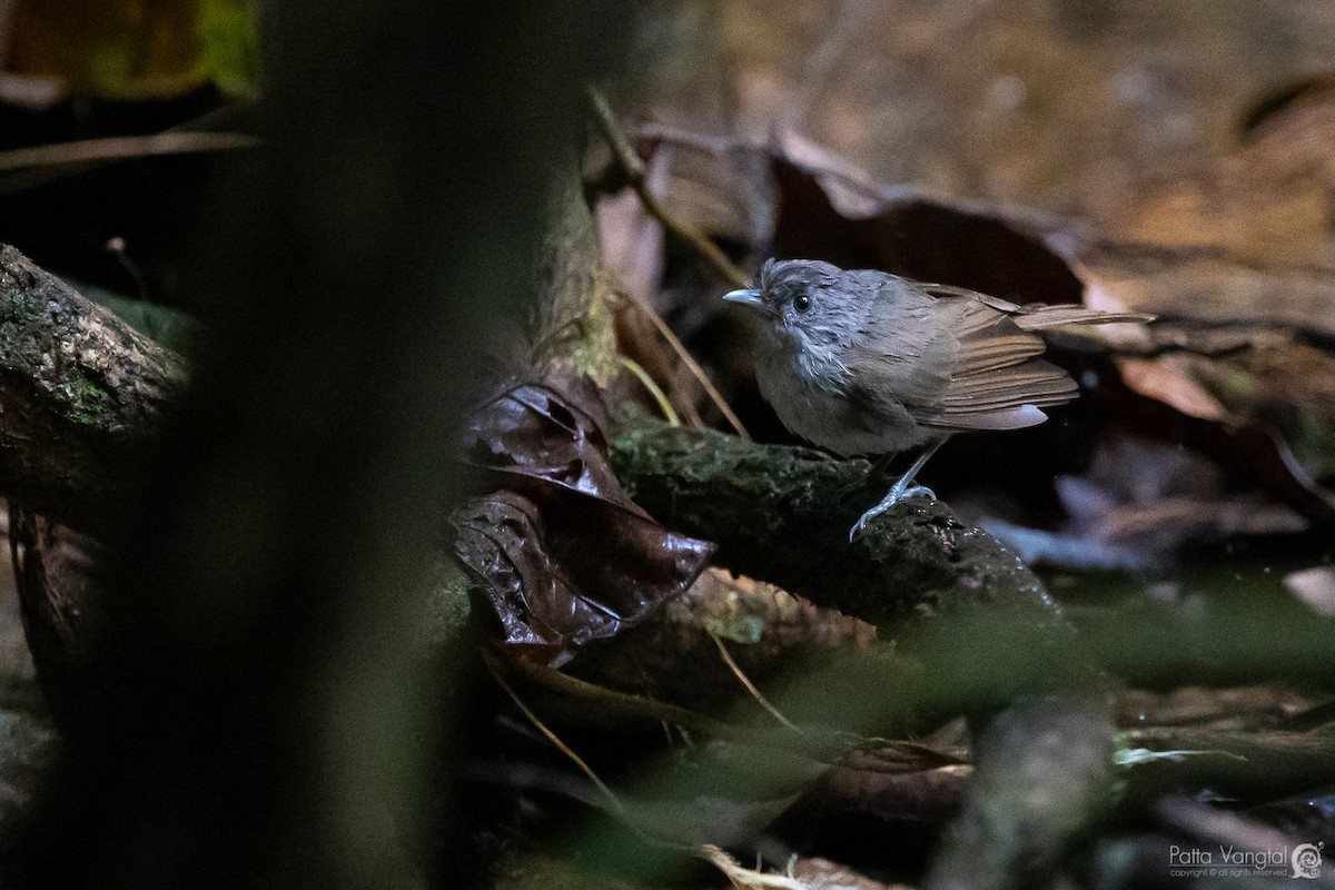 Brown Fulvetta - ML391838981