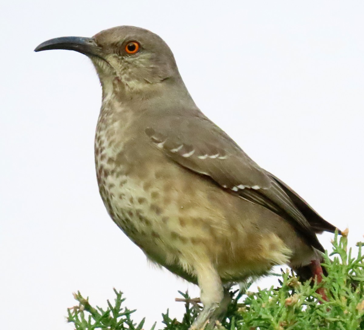 Curve-billed Thrasher - ML391840291