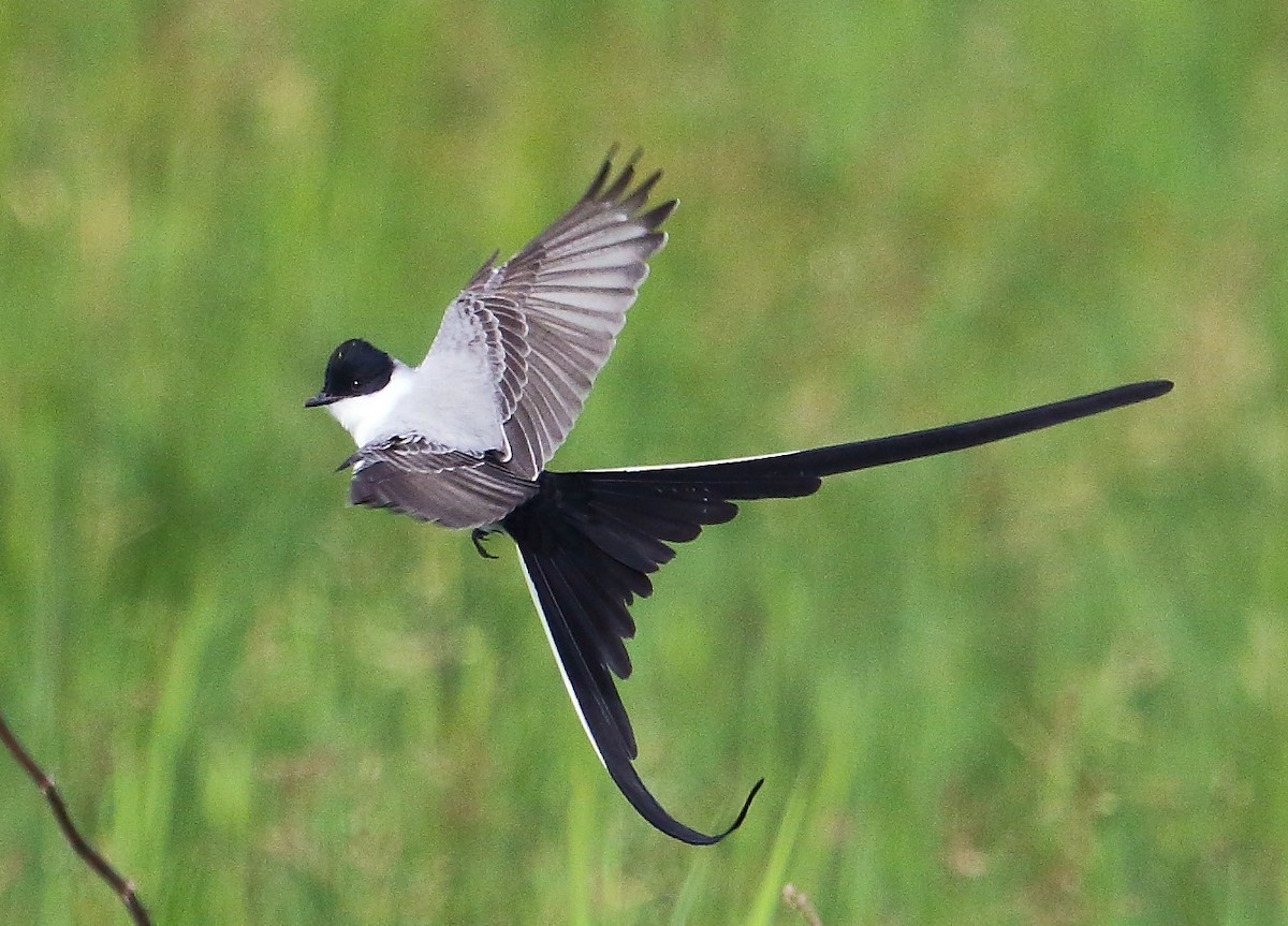 Fork-tailed Flycatcher - ML39184111