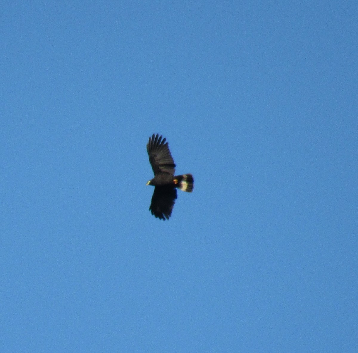 Hook-billed Kite - Reymundo Chen