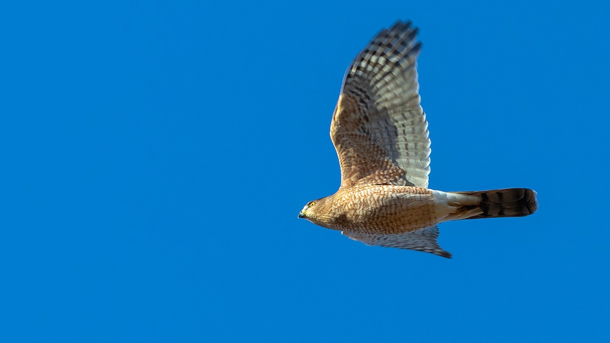 Cooper's Hawk - ML391842011