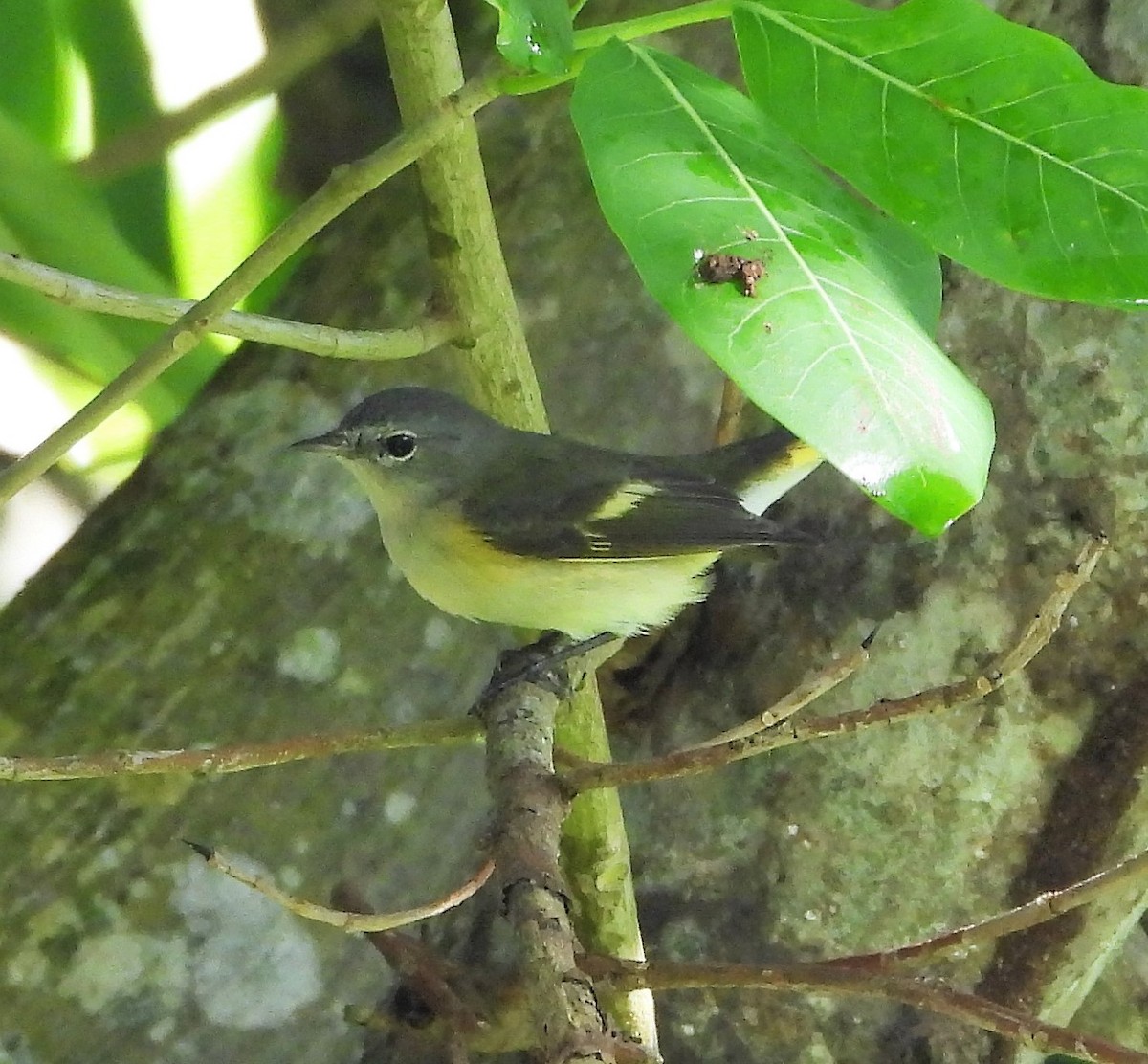 American Redstart - ML391842261