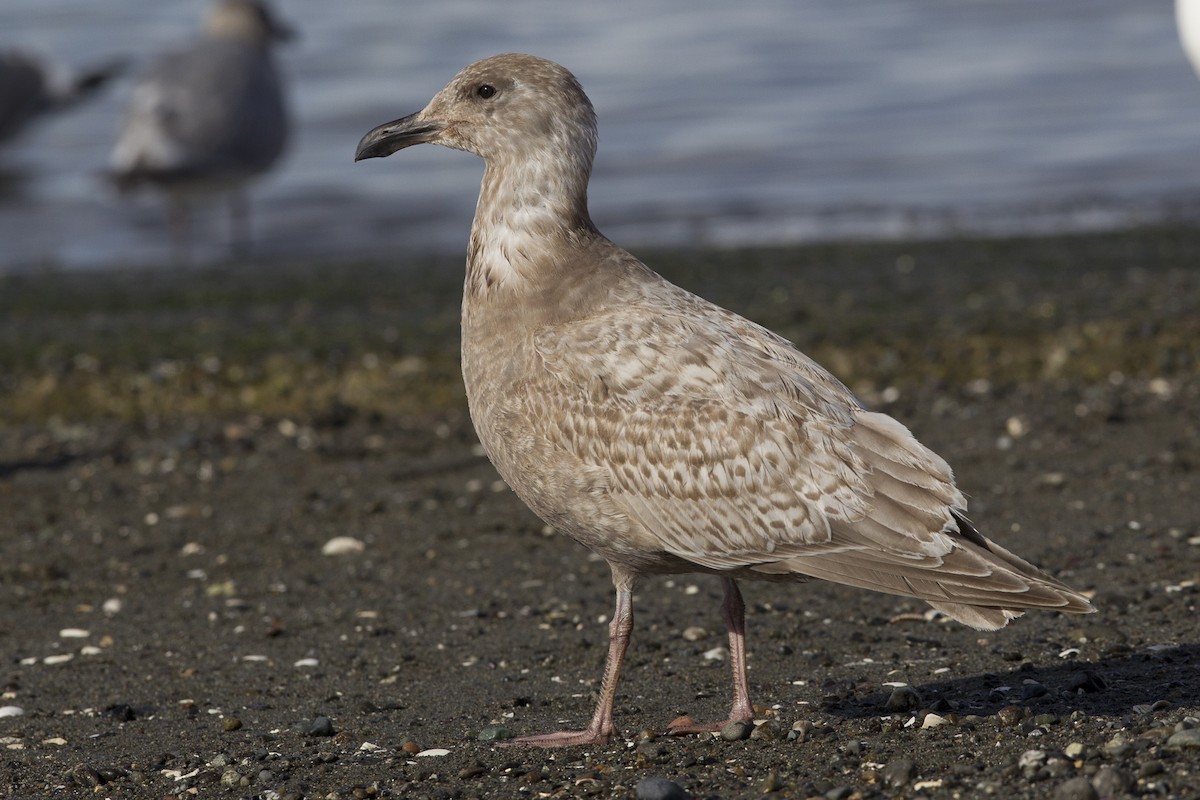 Glaucous-winged Gull - Jeffrey Moore