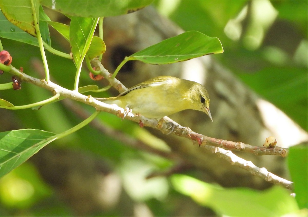 Tennessee Warbler - ML391842631