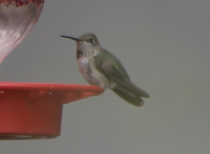 Anna's Hummingbird - ML391843961