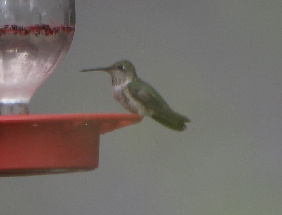 Anna's Hummingbird - ML391843971