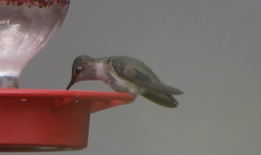 Anna's Hummingbird - ML391843981