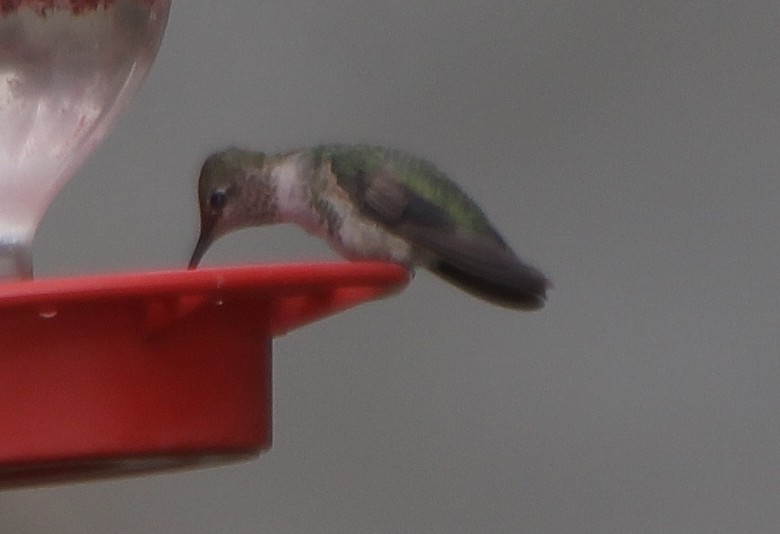 Anna's Hummingbird - ML391843991