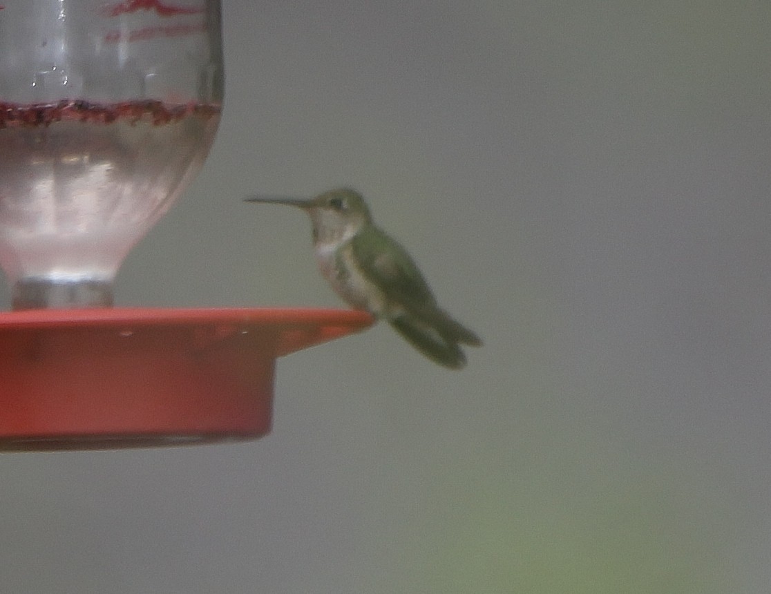 Anna's Hummingbird - ML391844011