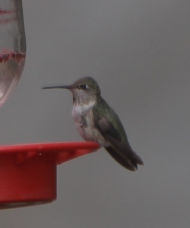 Anna's Hummingbird - ML391844021