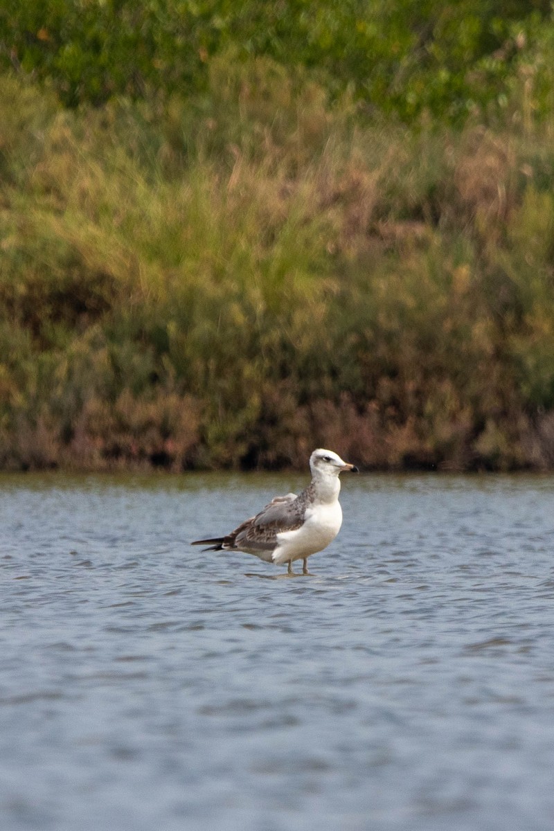 Pallas's Gull - Krit Kruaykitanon 🦅