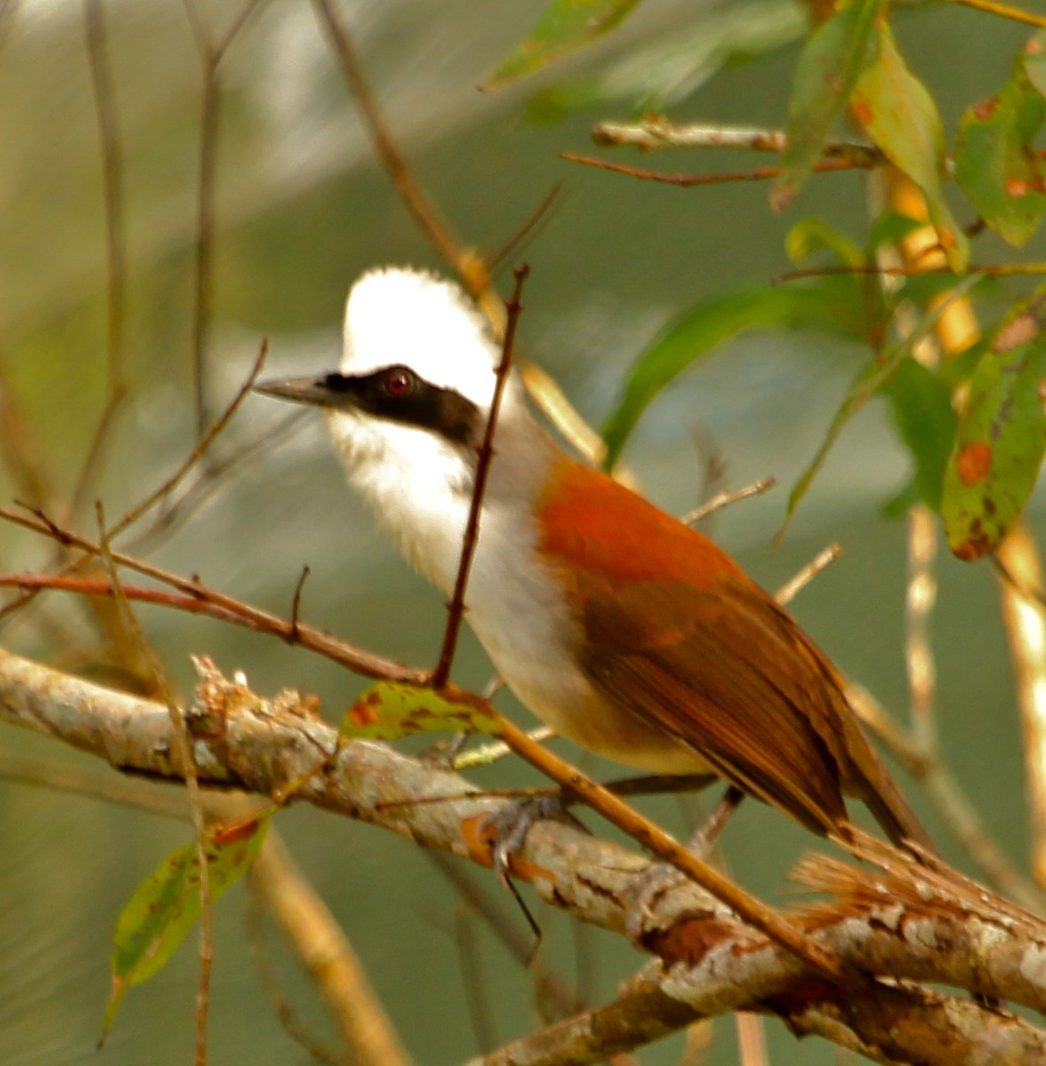 White-crested Laughingthrush - J.A. Smith