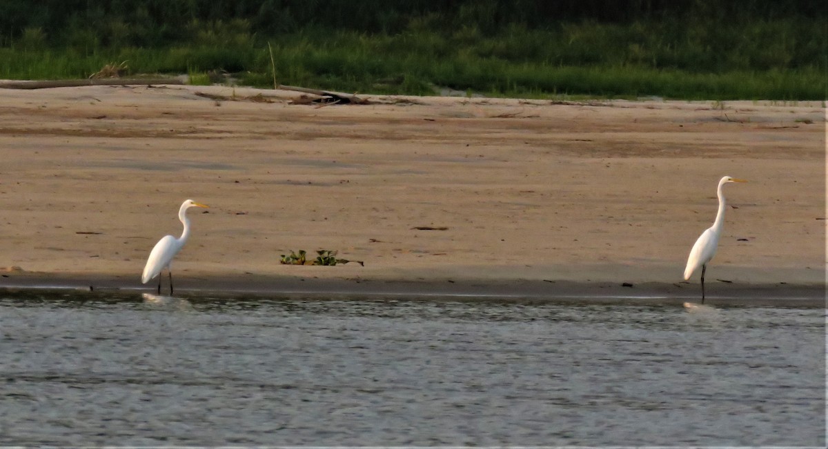 Great Egret - ML391845711