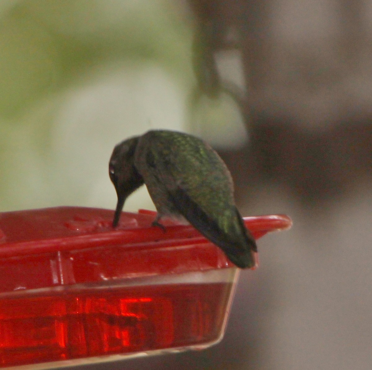 Anna's Hummingbird - ML391846441