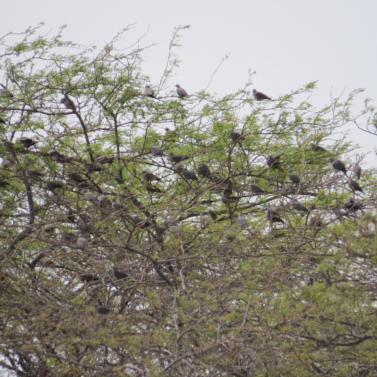 Eared Dove - ML39184711