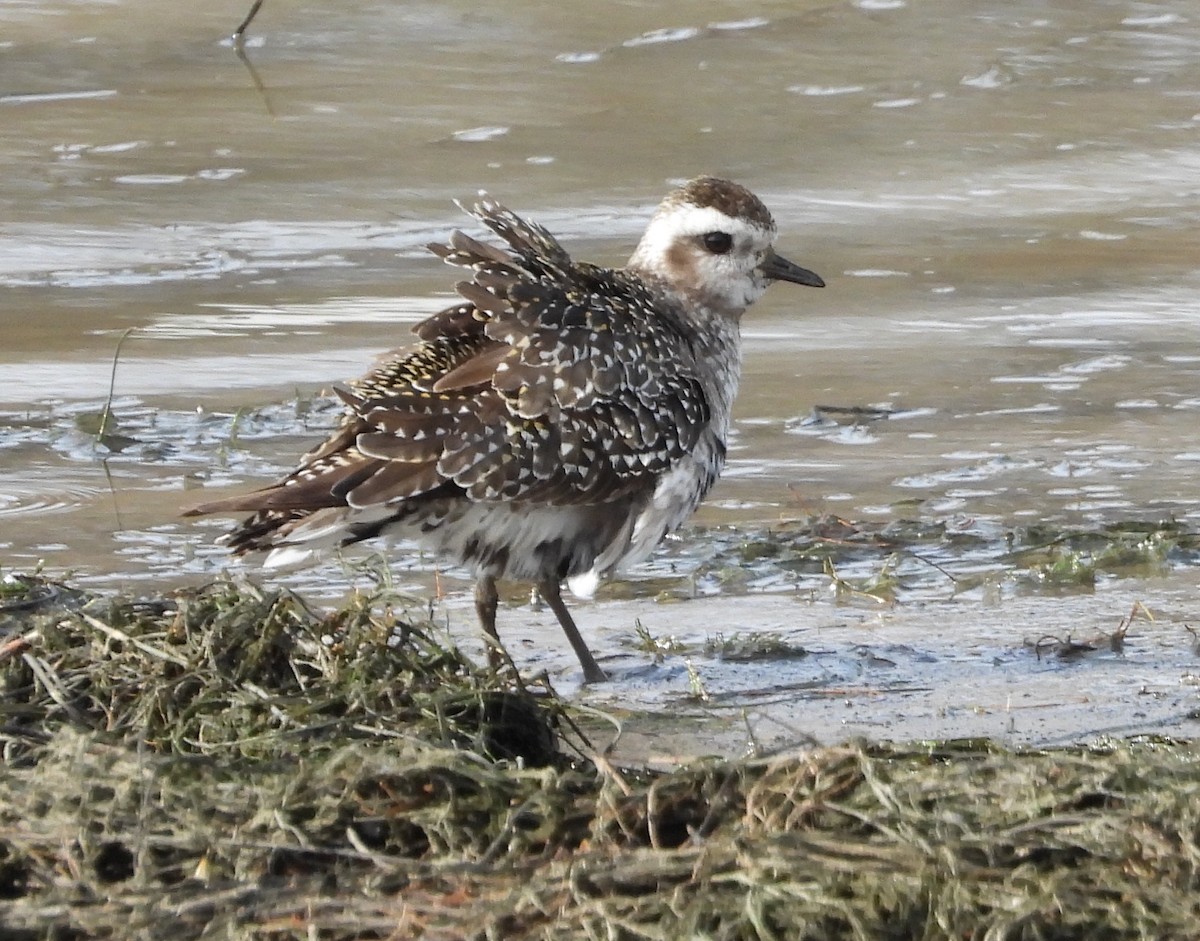 American Golden-Plover - ML391847221