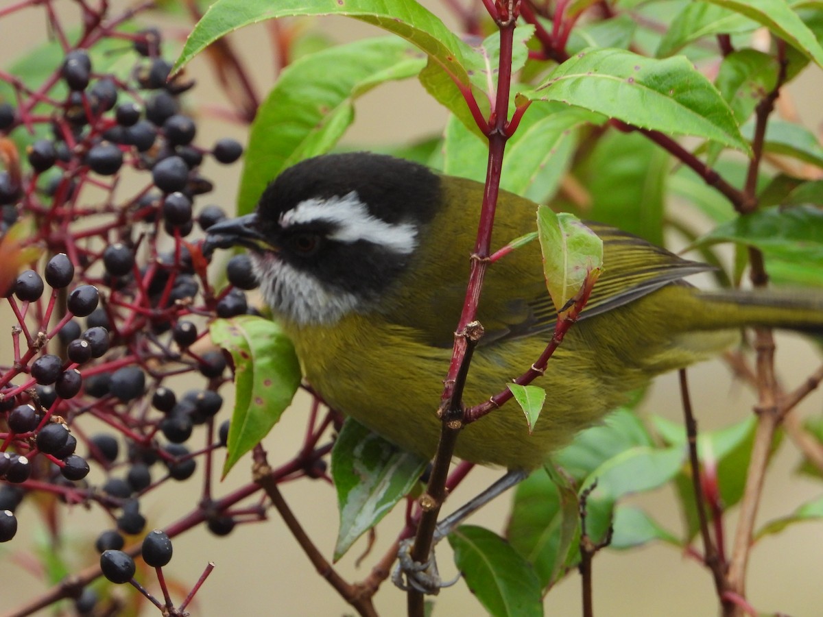 Sooty-capped Chlorospingus - ML391849431