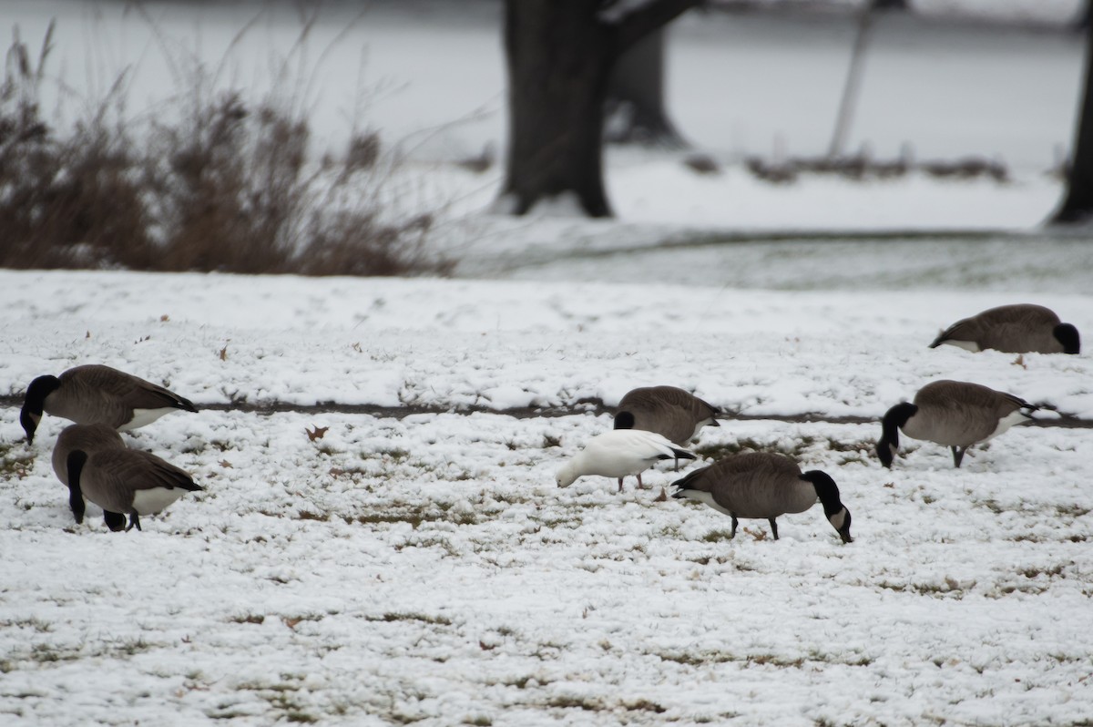 Ross's Goose - ML391849821