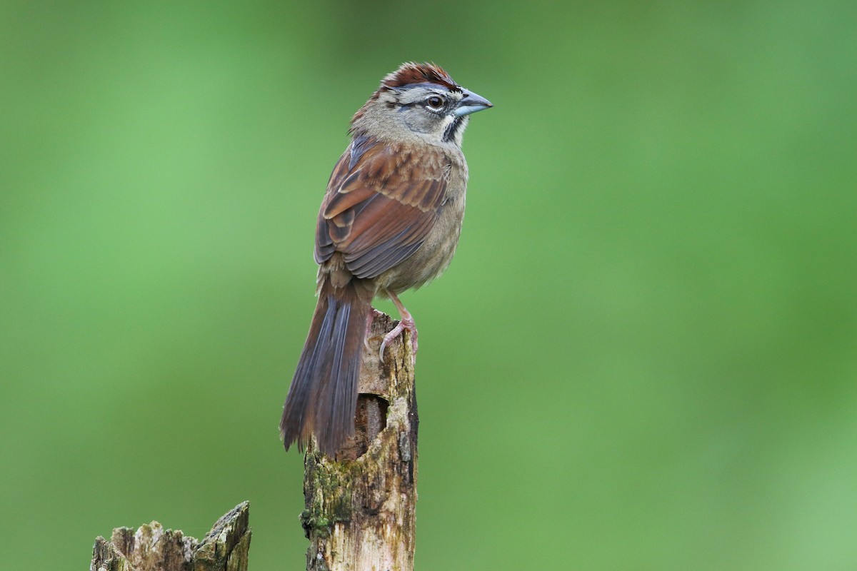 Rusty Sparrow - ML39185071