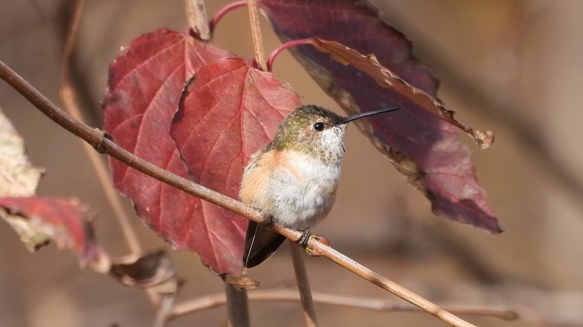 Rufous Hummingbird - Dan O'Brien