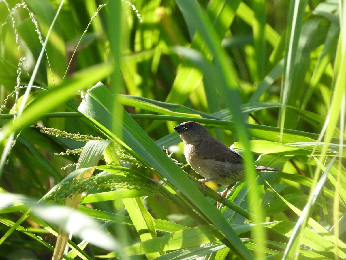 Scaly-breasted Munia - ML391852791