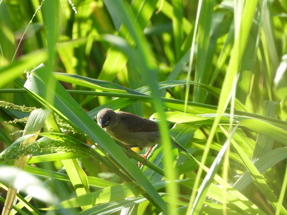 Scaly-breasted Munia - ML391852801