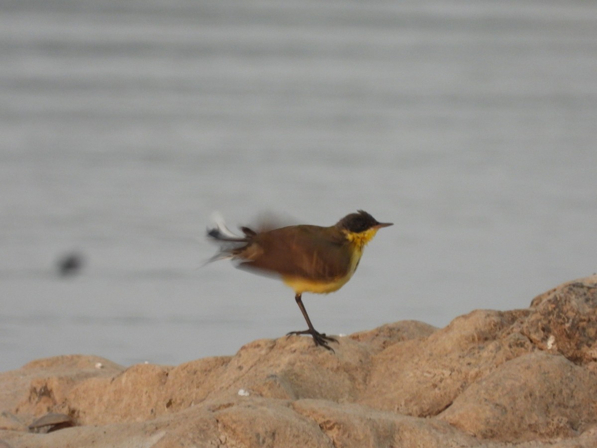 Eastern Yellow Wagtail - Lakshmikant Neve