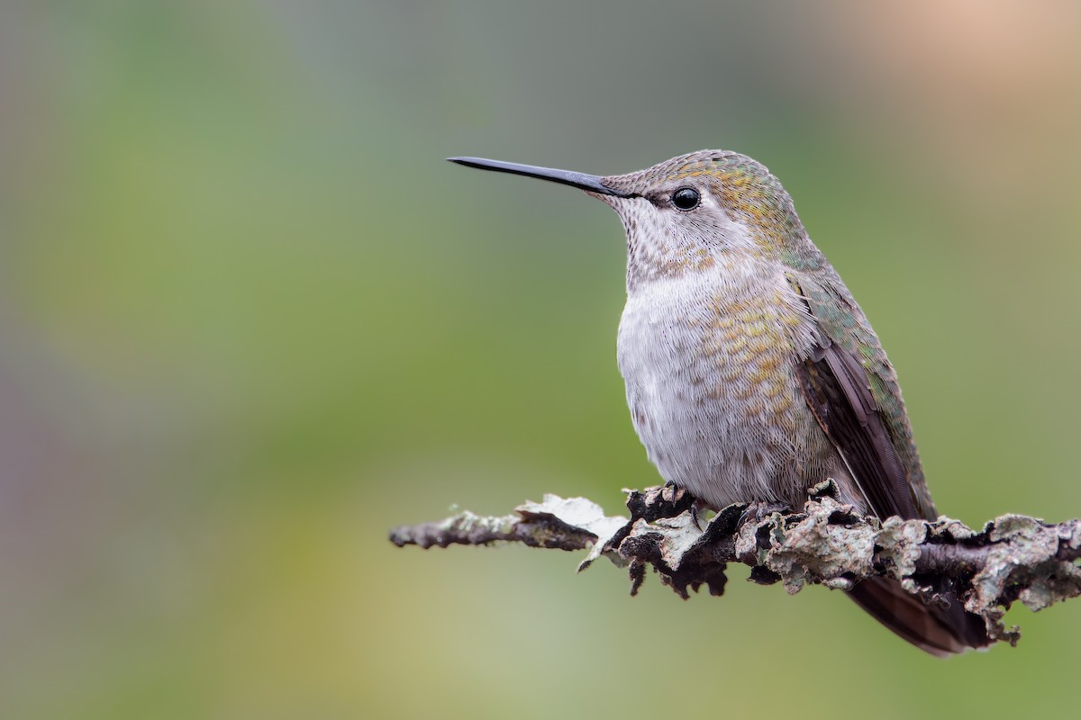 Anna's Hummingbird - ML391853451