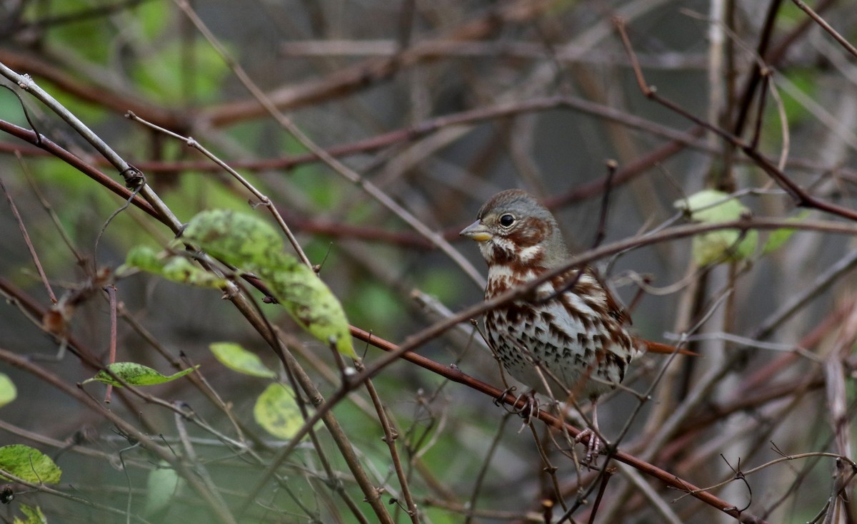 Fox Sparrow (Red) - ML39185601