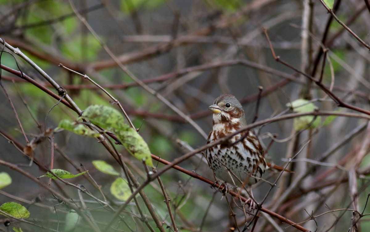 Fox Sparrow (Red) - ML39185631