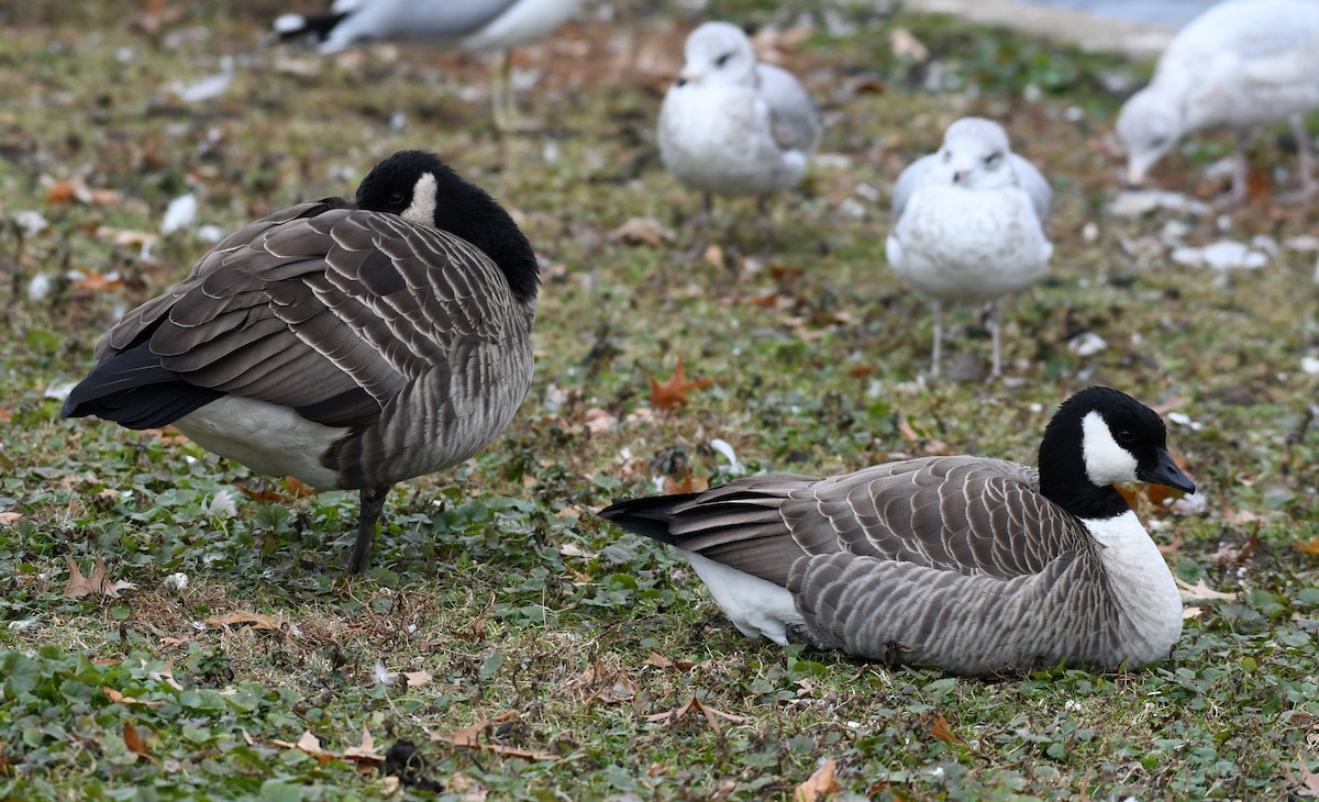 Cackling Goose (Richardson's) - ML391857061