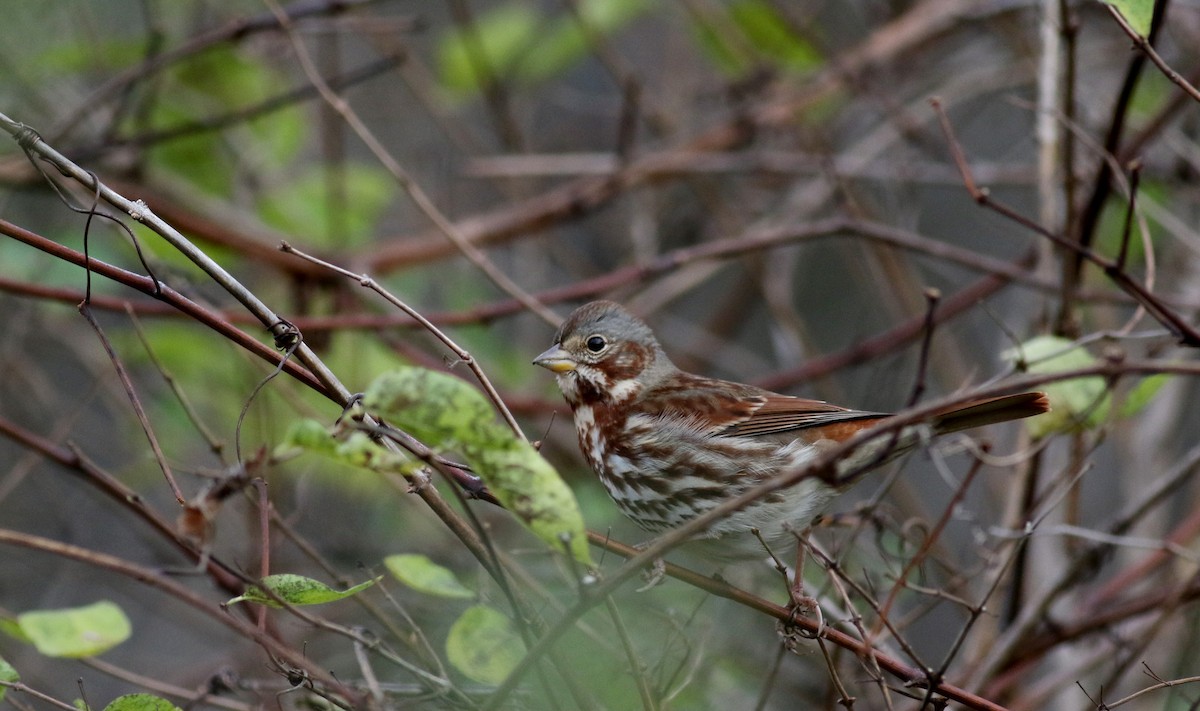 Fox Sparrow (Red) - ML39185781