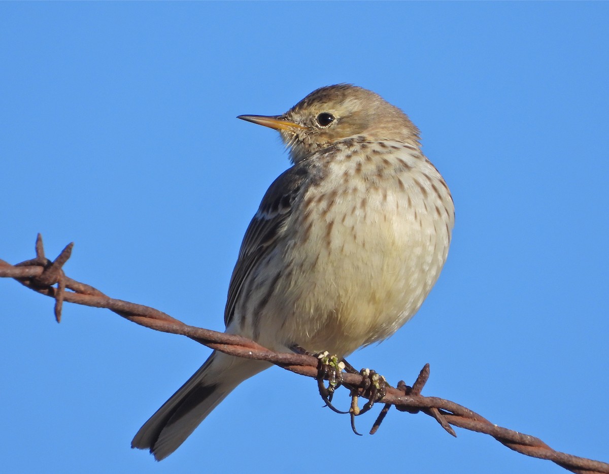 American Pipit - Pair of Wing-Nuts