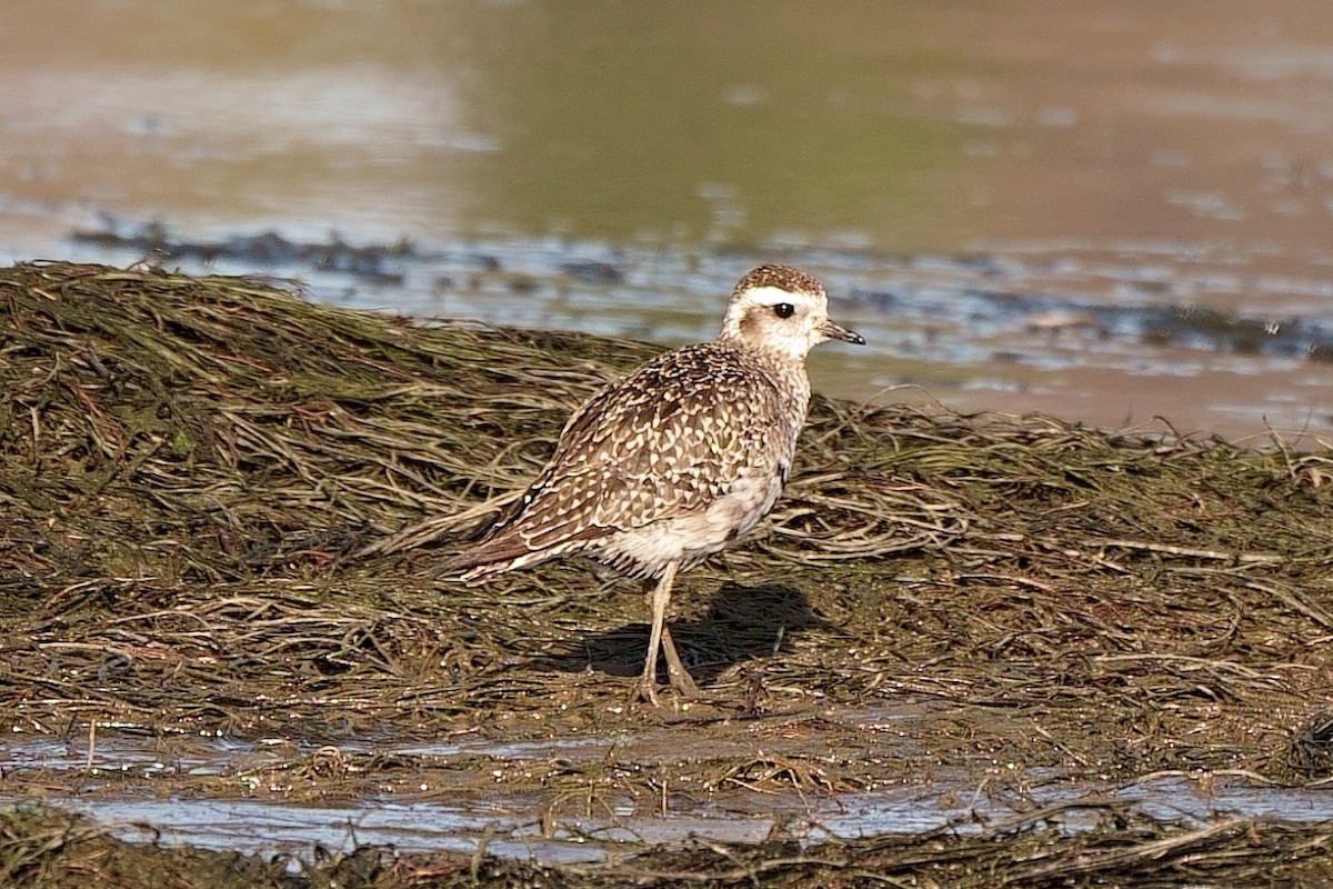 American Golden-Plover - ML391859441