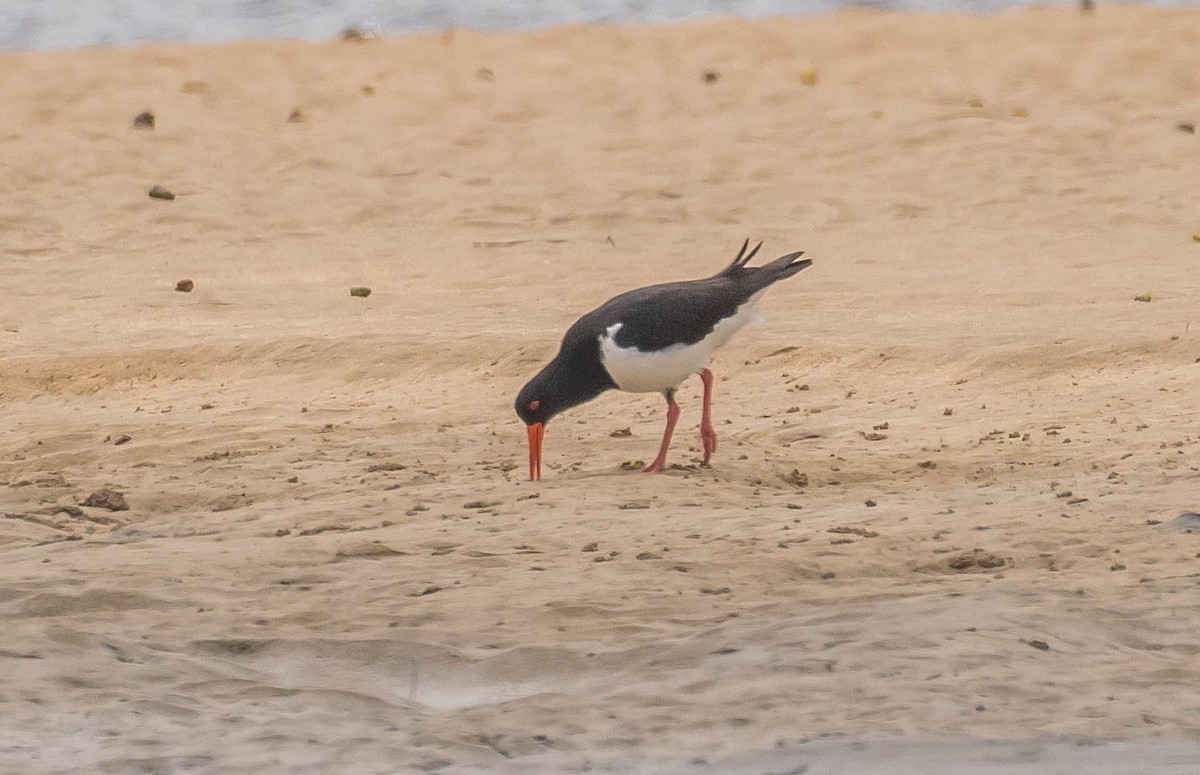 Pied Oystercatcher - ML391859571