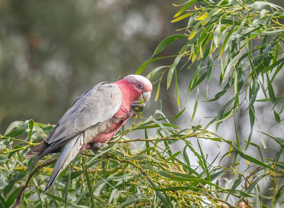 Galah - ML391859701