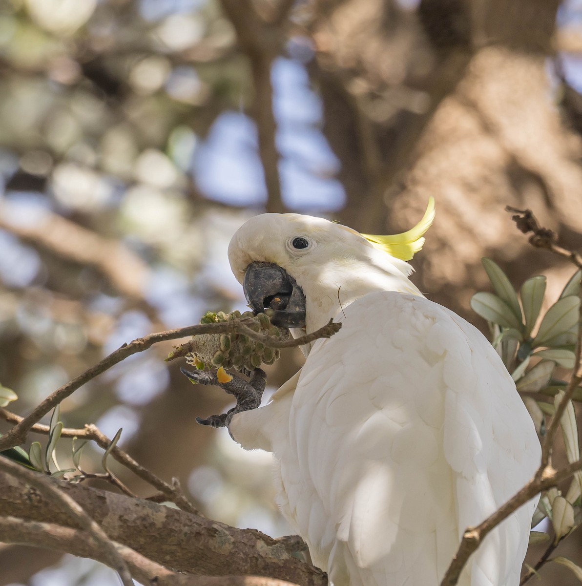 Sulphur-crested Cockatoo - Louise Summerhayes