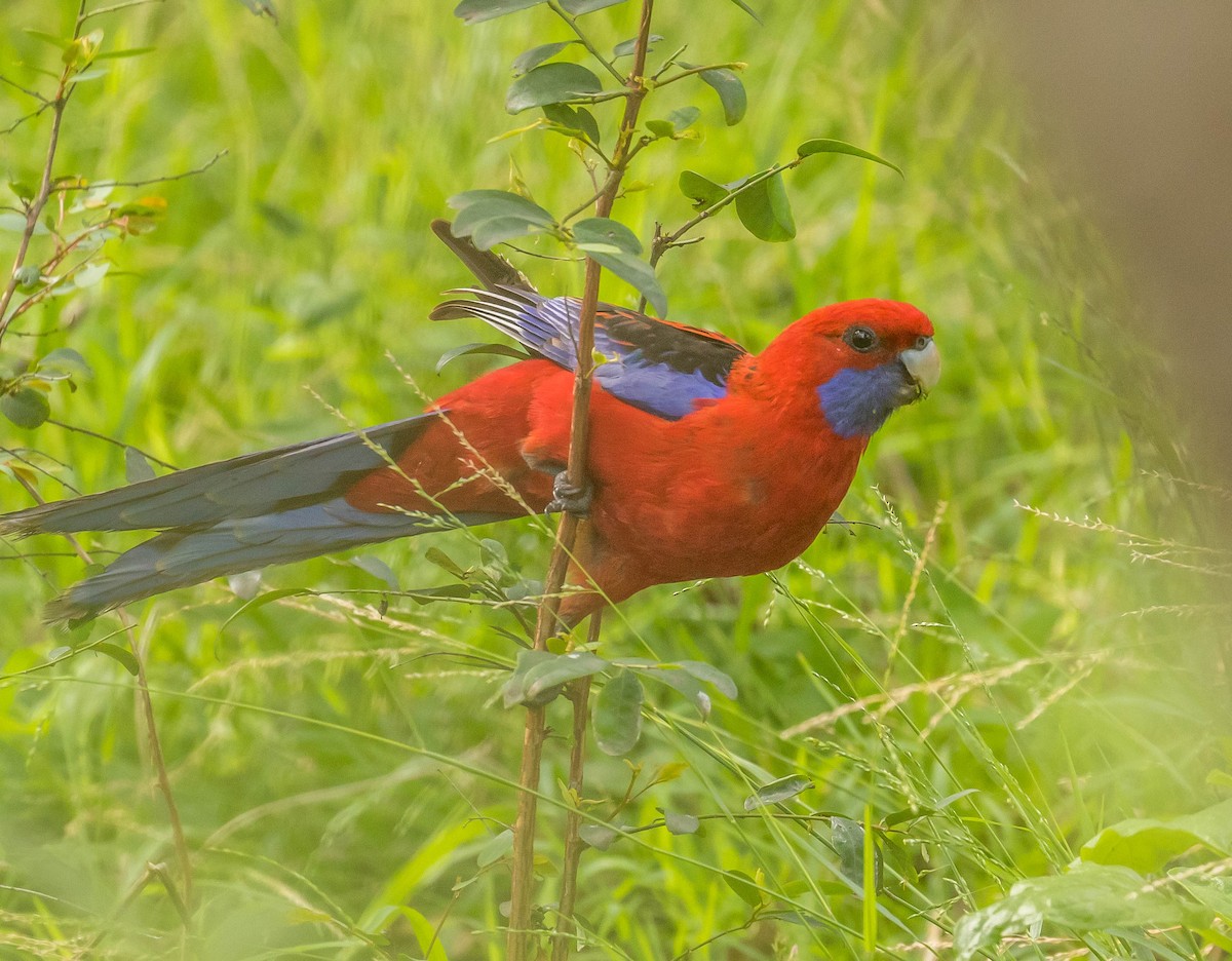 Crimson Rosella - ML391859731