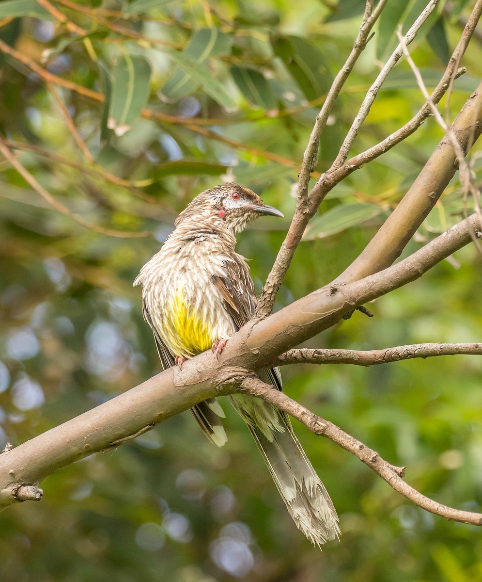 Red Wattlebird - ML391859851