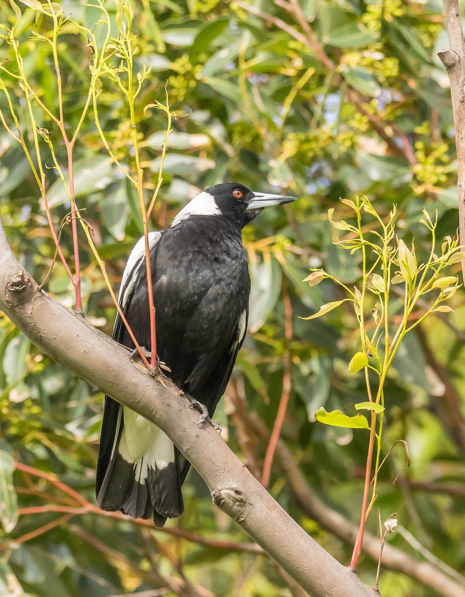 Australian Magpie - ML391859911