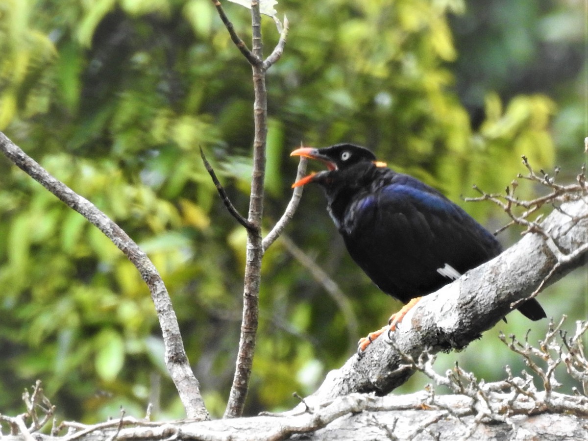 Sri Lanka Myna - Hemantha Seneviratne