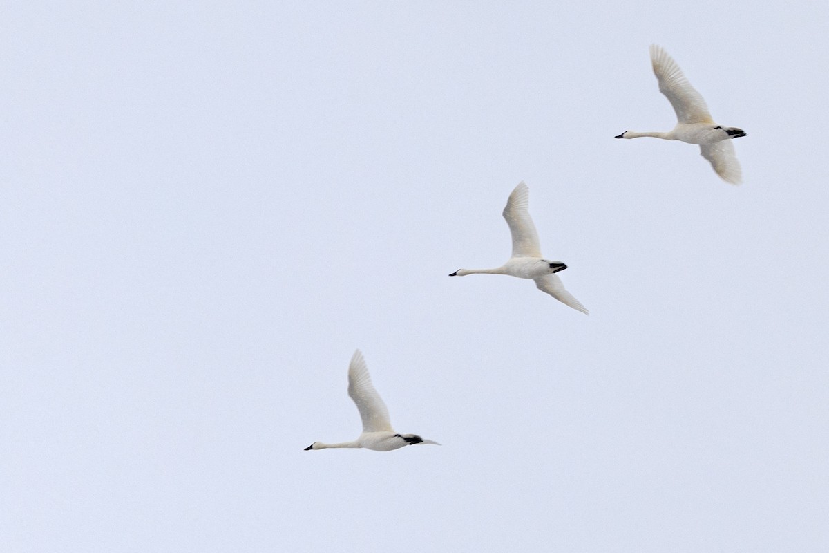 Tundra Swan - ML391860321