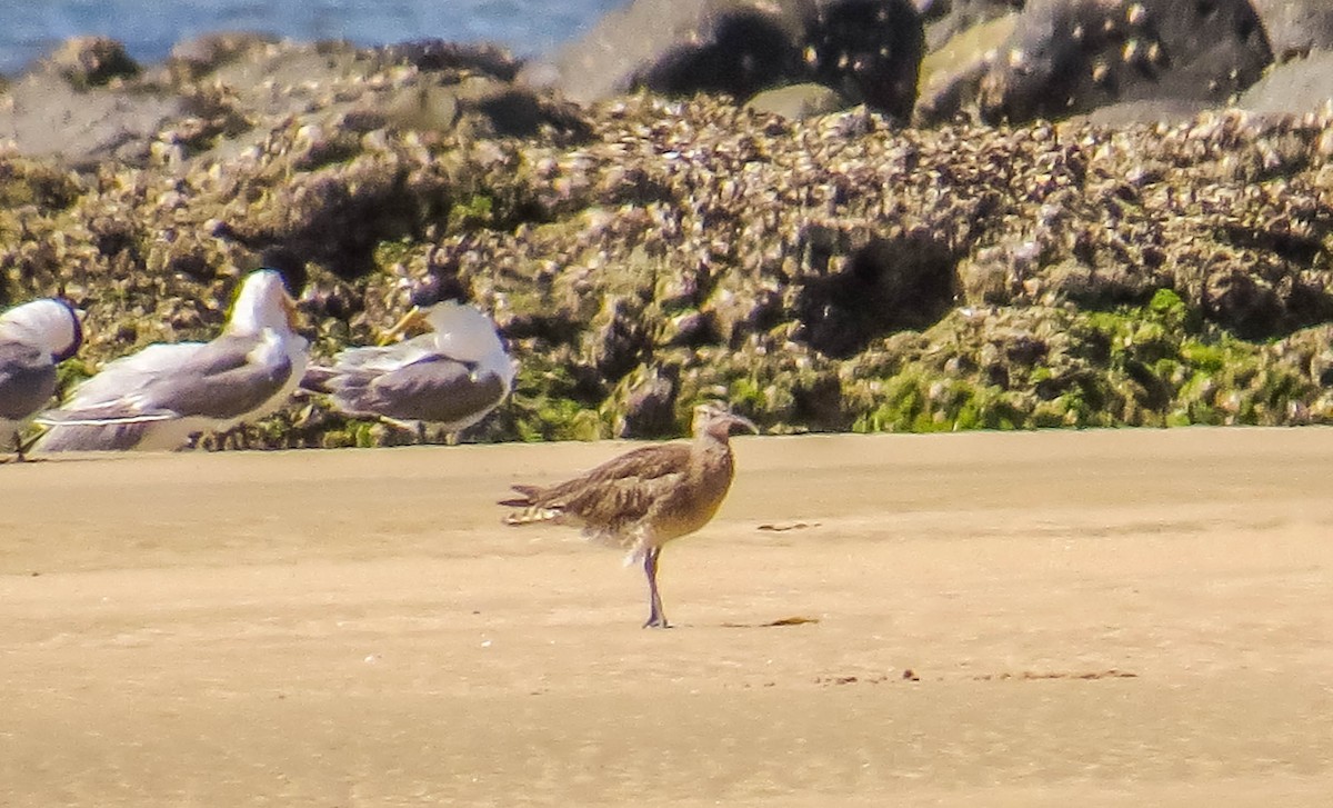 Whimbrel - ML391861061