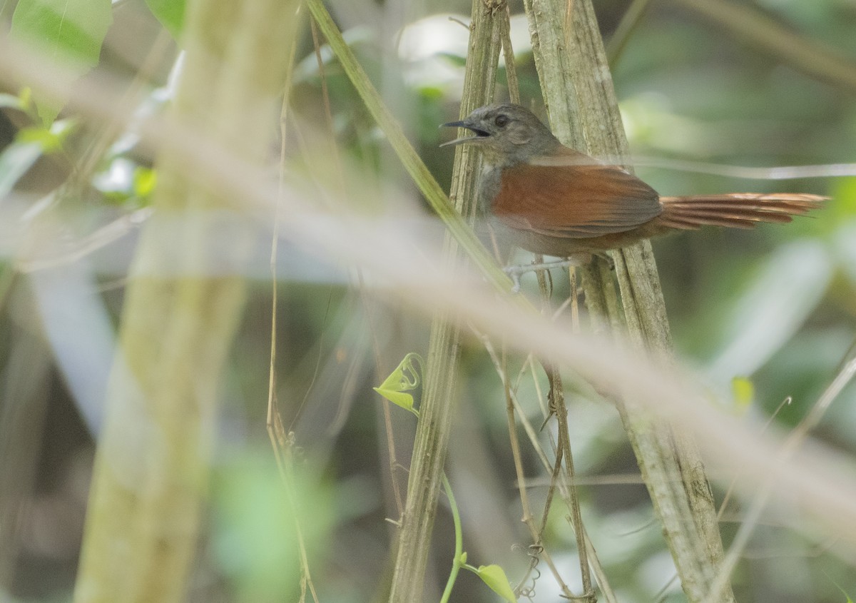 Marañon Spinetail - Marlon Martínez López