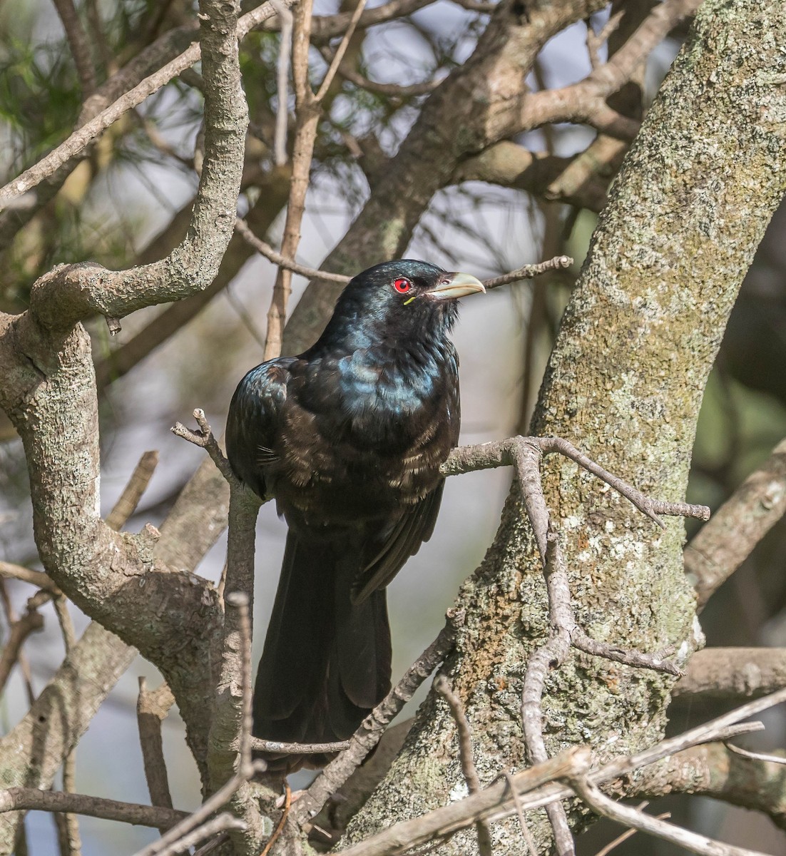 Pacific Koel - ML391862541