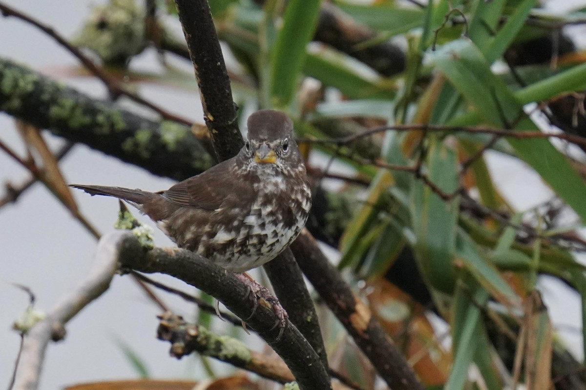 Fox Sparrow - ML391863691