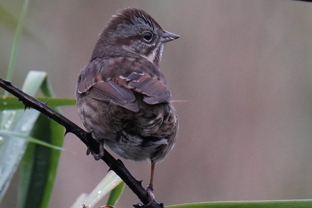 Song Sparrow - ML391863781