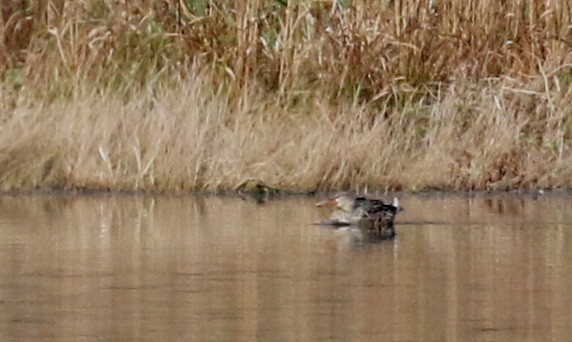 Northern Shoveler - ML39186401